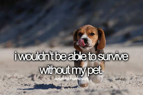 I have a beagle just like this one, and I adore him.Suggested by livinyoungwildnfree96 