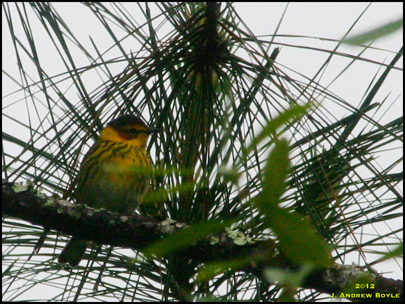 Cape May Warbler
