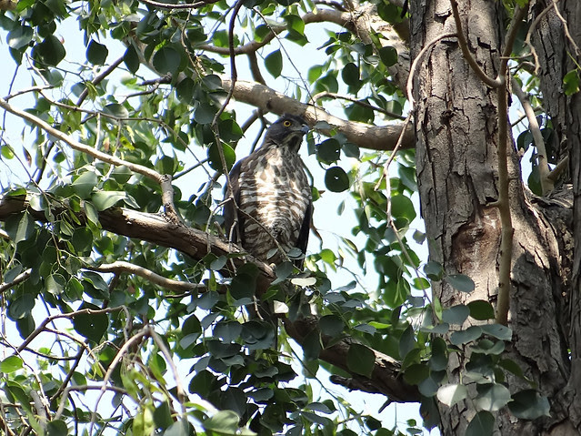 鳳頭蒼鷹/無限台南
