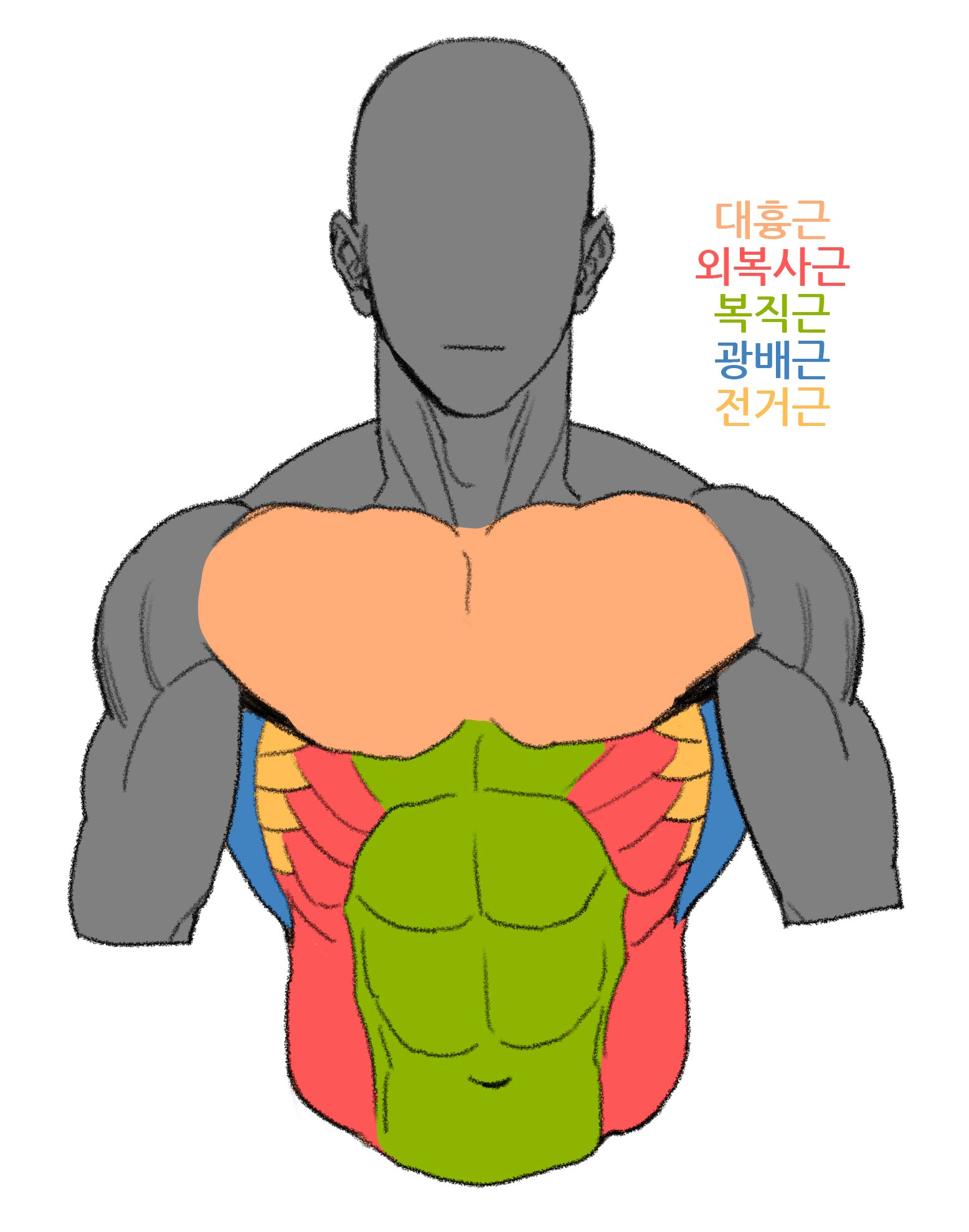 Torso Anatomy / Male Torso on Behance / The 4d vision human torso