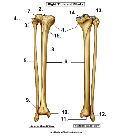 Leg Bones Diagram Unlabeled / Dog Skeleton Diagram Unlabelled Dunia