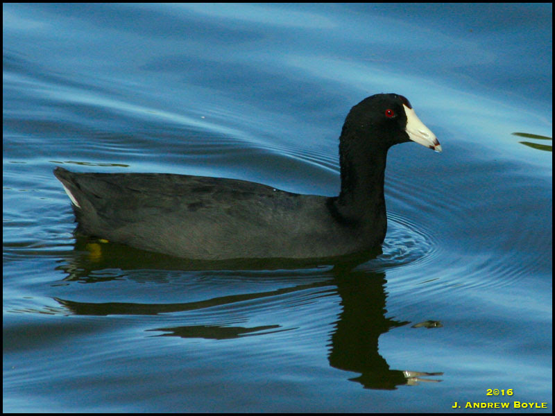 American Coot American Coot