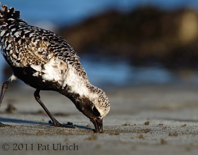 Early plover catches the worm - Pat Ulrich Wildlife Photography