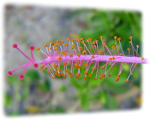 無限台南/扶桑花花蕊
