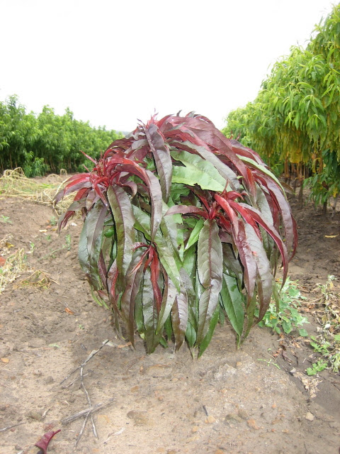 Sunset Dwarf Red Leaf Nectarine
