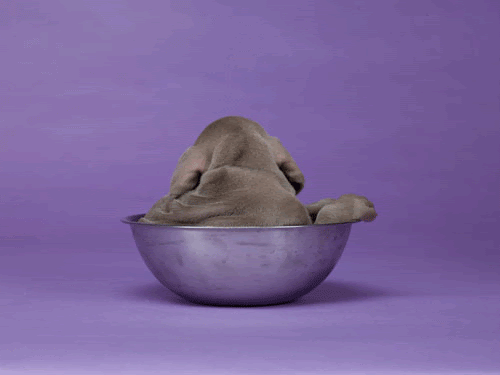 WW s first ever animated gif Wegman World WW s first ever animated gif Wegman World