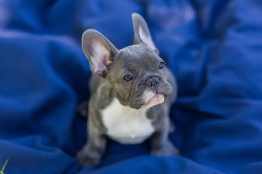 Fluffy Frenchie Dog For Sale : Fluffy French Bulldogs Top Quality ...