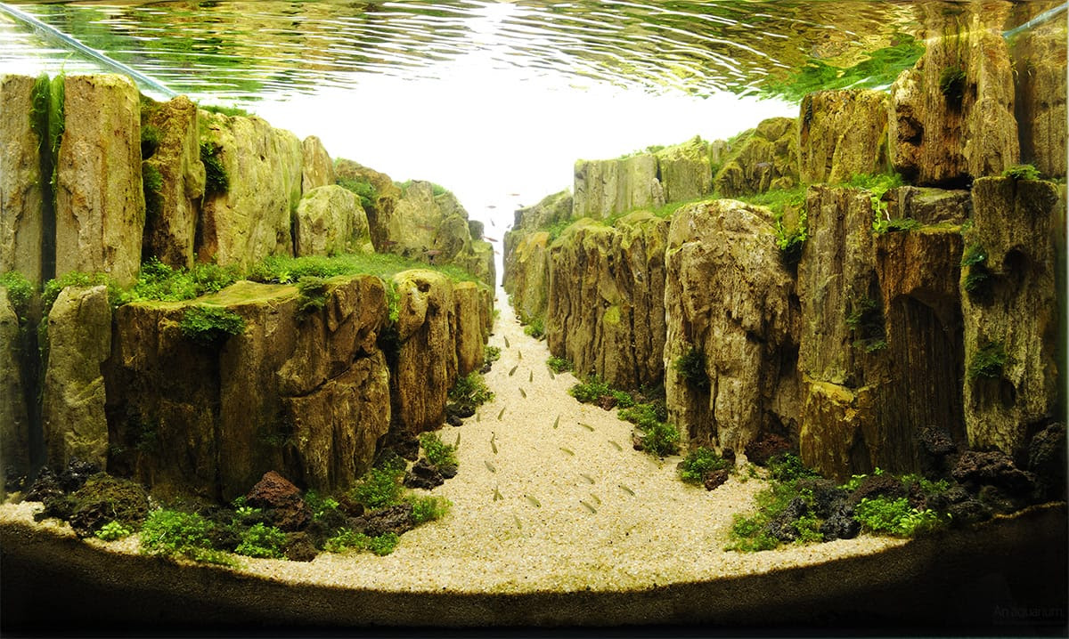 The Incredible Underwater Art of Competitve Aquascaping The Incredible Underwater Art of Competitve Aquascaping plants fish aquariums