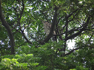 鳳頭蒼鷹/無限台南