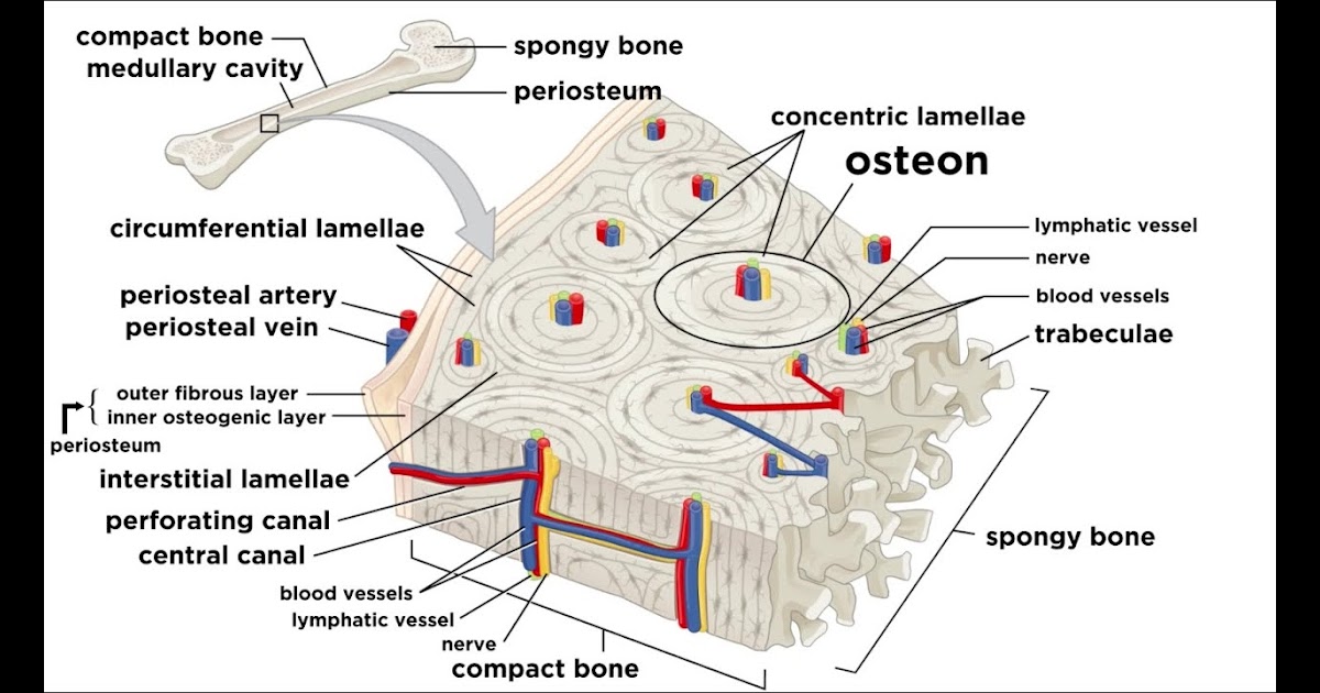 Simple Compact Bone Diagram Bones Fundamentals Of Anatomy For