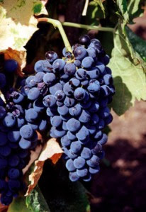 Nero D'Avola 2 Nero D'Avola 2