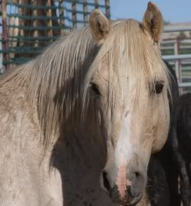 Wild horses horse slaughter,Wild horses CLOUD