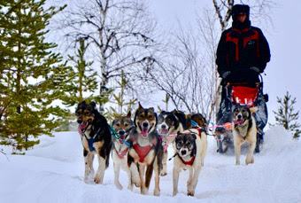 Serge Bapaume et son team de chiens de traineau