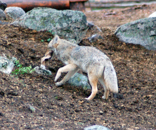 Coyote