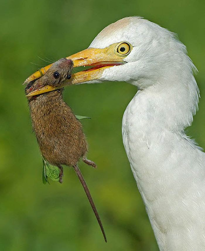 Fascinating photos of birds from the photographer Zander Yaqui