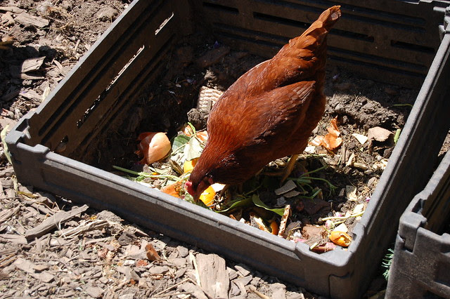 Chickens eating and turning up worms in the compost bin