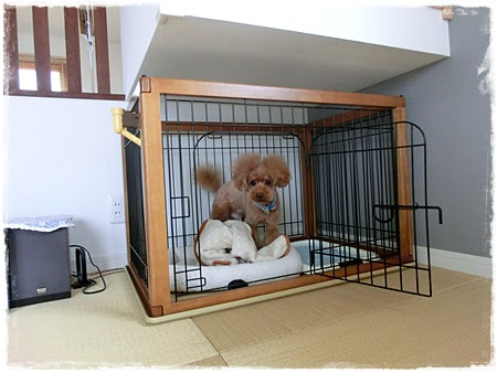 すべてのカタログ 最高 Ever 犬 ケージ 置き場 所