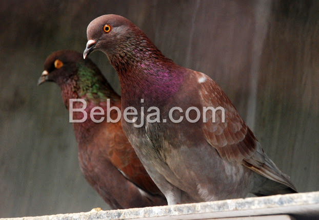 Paling Bagus 10+ Gambar Burung Dara Balap Richa Gambar