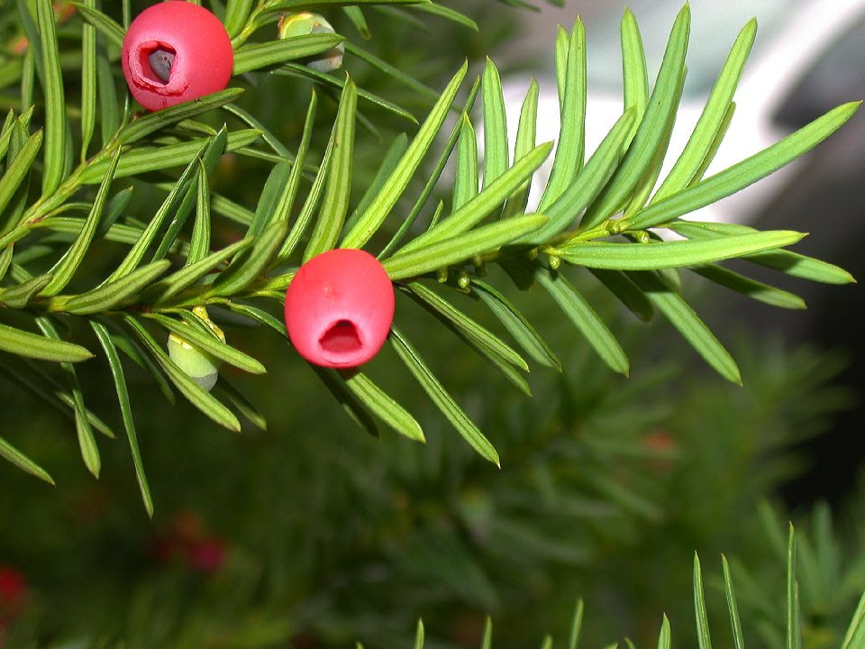 الصورة من gymnosperms.org الزرنب Taxus baccata