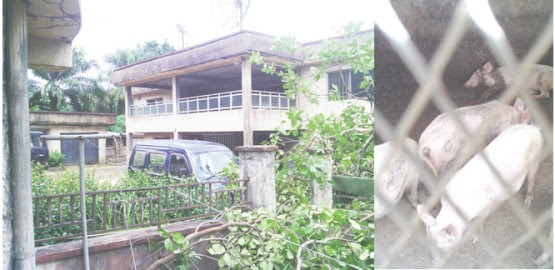 Father Of Billionaire Evans The Kidnapper Sells Pig To Survive, Wife Misled His Son Father Of Billionaire Evans The Kidnapper Sells Pig To Survive, Wife Misled His Son