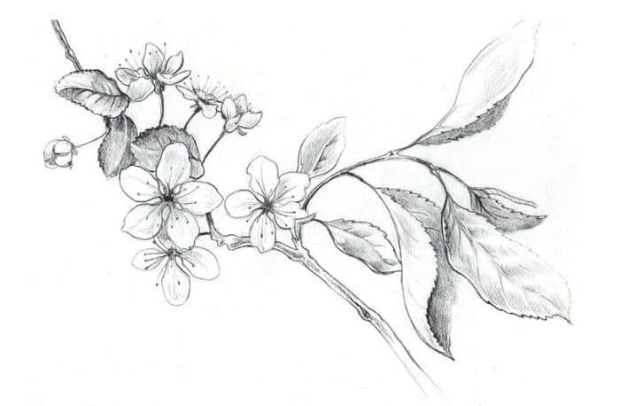 Gambar Hitam Putih Flora Fauna - Kumpulan gambar flora dan fauna yang