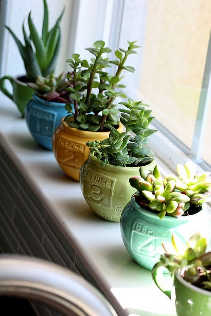 ไอเดียจัดสวน แต่งสวนด้วย ไม้อวบน้ำ Succulents