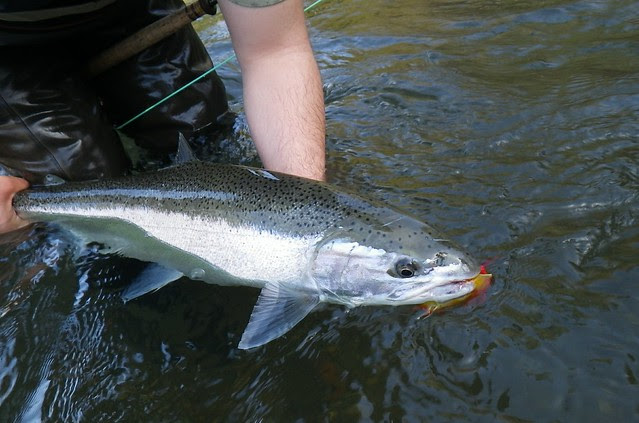 chrome steelhead
