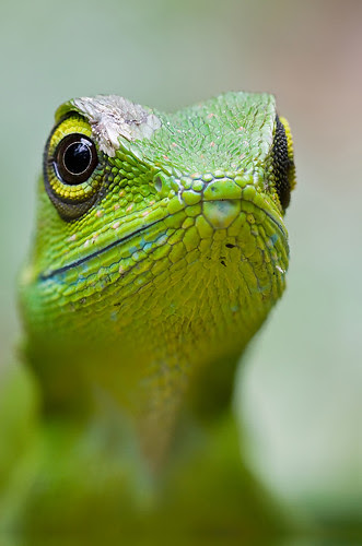 green crested lizard focus stacked IMG_0598stk copy