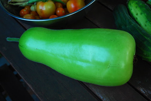 calabash gourd
