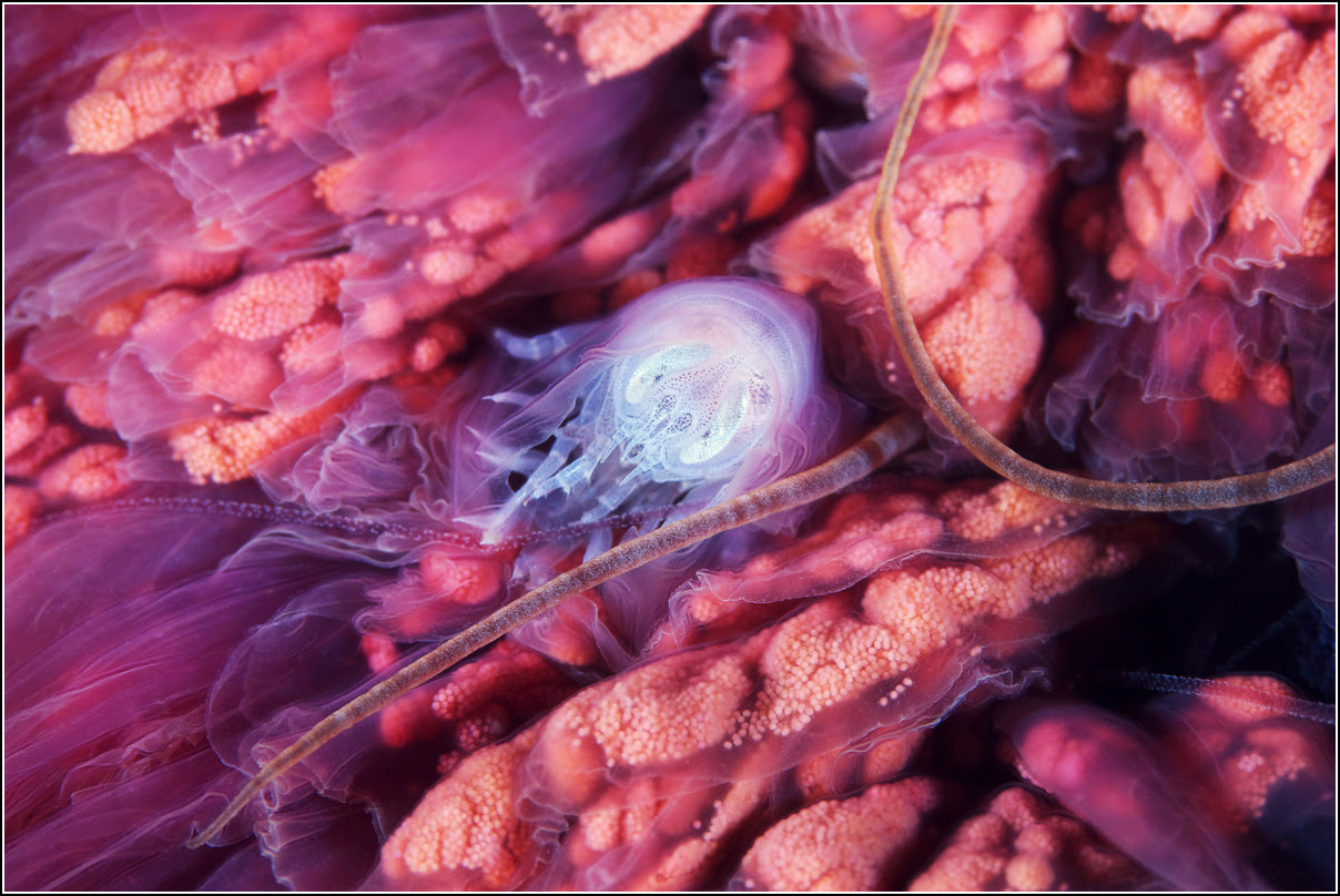 Aquatilis Expedition