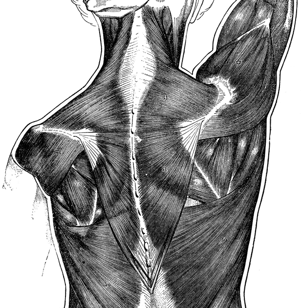 Back Muscles Anatomy Drawing / Back Muscle Anatomy Study by MikazukiArt ...