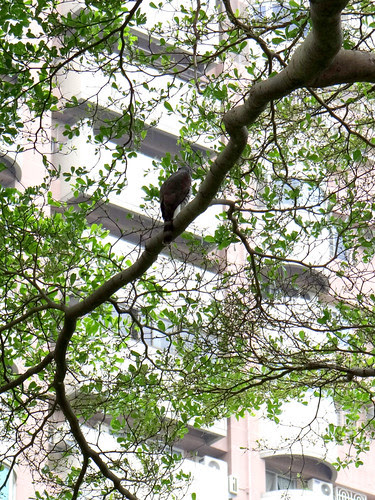 鳳頭蒼鷹/無限台南