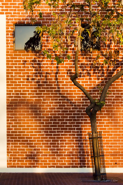 Tree against brick wall