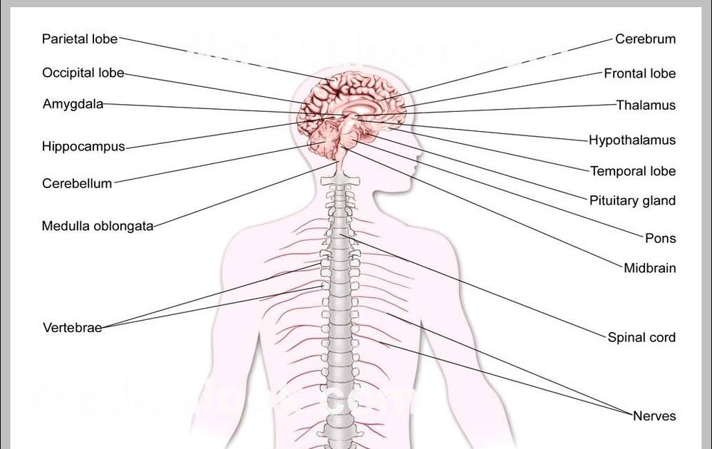 Nervous System Diagram Labeled / Basic Structure And Function Of The