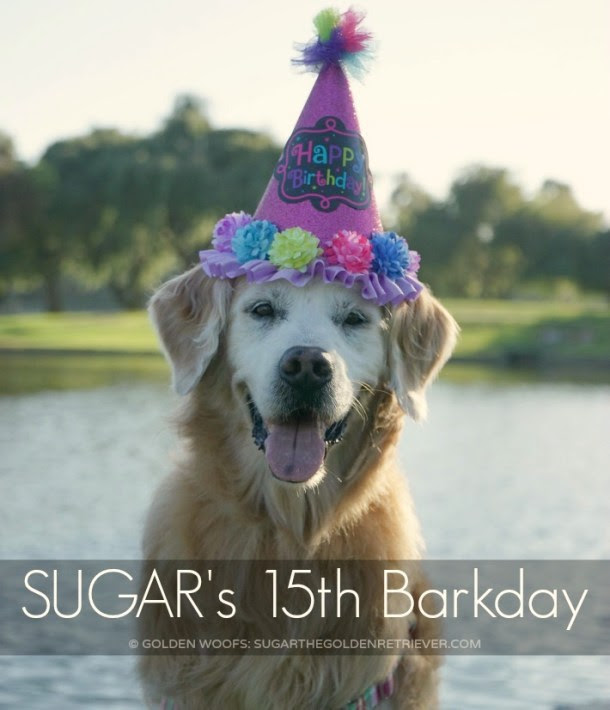 Senior Dog Birthday