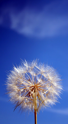 dandelion