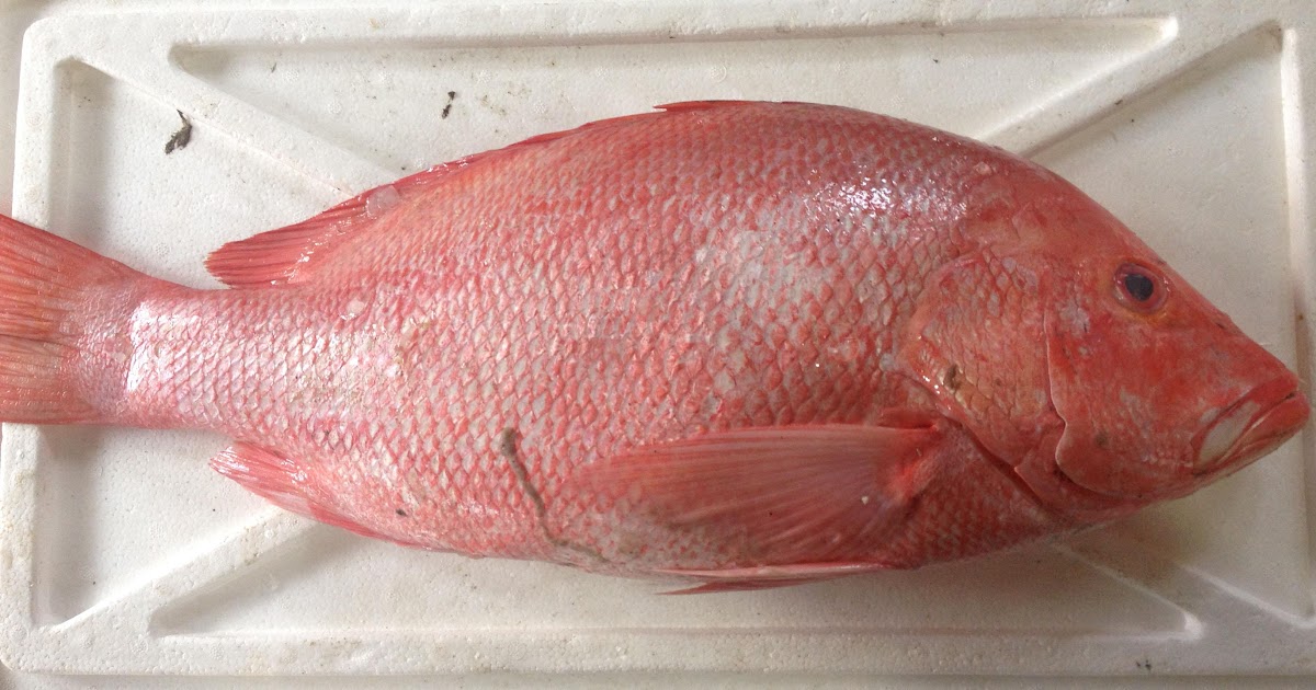 Ikan Merah Gray Snapper : Ikan merah juga dikenali sebagai ikan siakap