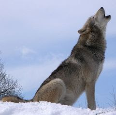 Caption: Grey Wolf , Credit: Photo by Retron via Wikimedia Commons.  Photo in public domain.
