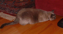 mojo mouse3