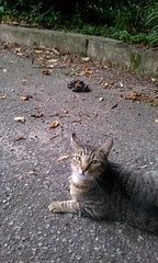 Cat bored after snake won't play