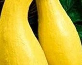 Squash, Golden Summer Crookneck Squash Seeds - Beautiful, Delicious & Productive - thegardenstudio Squash, Golden Summer Crookneck Squash Seeds - Beautiful, Delicious & Productive - thegardenstudio