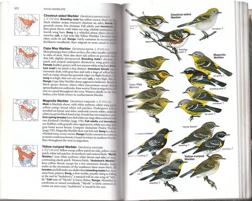 Nat Geo 4th Warblers
