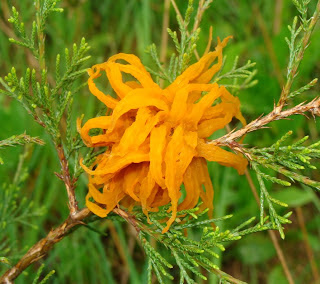 Cedar-apple-rust gall