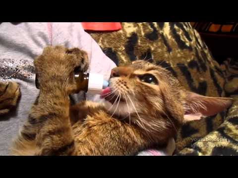 video que muestra a un gato que parece que quiera hablar