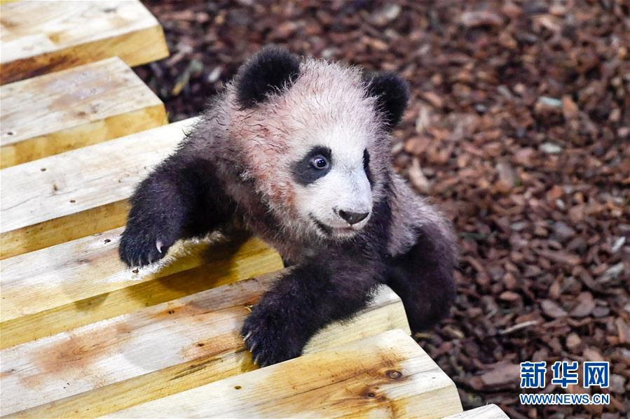 動物画像無料 最新のhdフランス パンダ 赤ちゃん