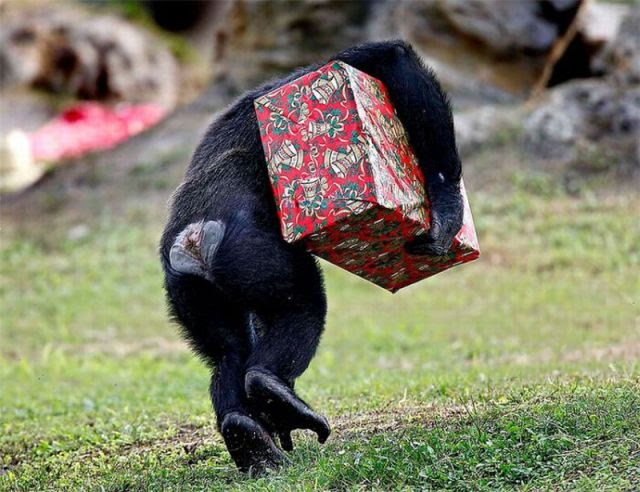 Christmas Gift Special Delivery