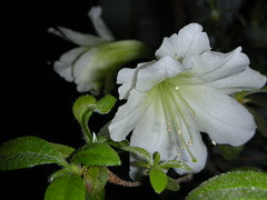 white azalea