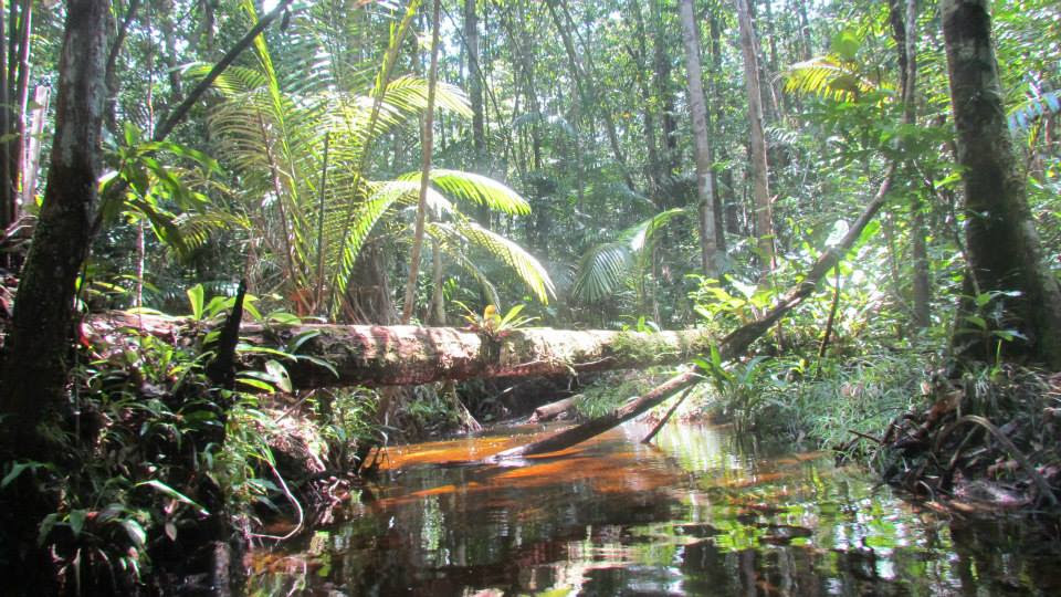 MichaelPocketList: Amazon Rainforest near Manaus, Brasil [OC][960x560]