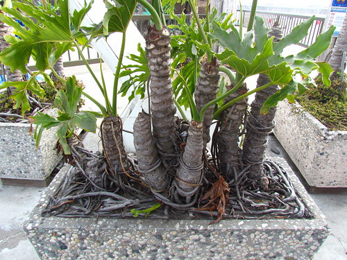 Rootbound, container-dwarfed Philodendron selloum