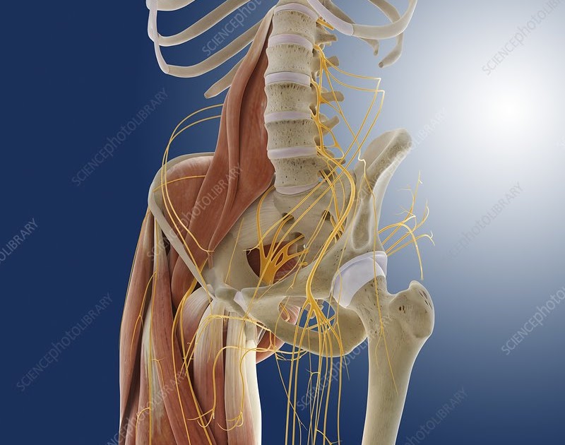 Anatomy Lower Body : Lower body anatomy, artwork Photograph by Science